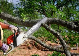 Best Tree Cabling and Bracing  in Boone, IA