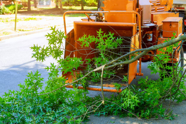 Best Lawn Drainage Solutions  in Boone, IA