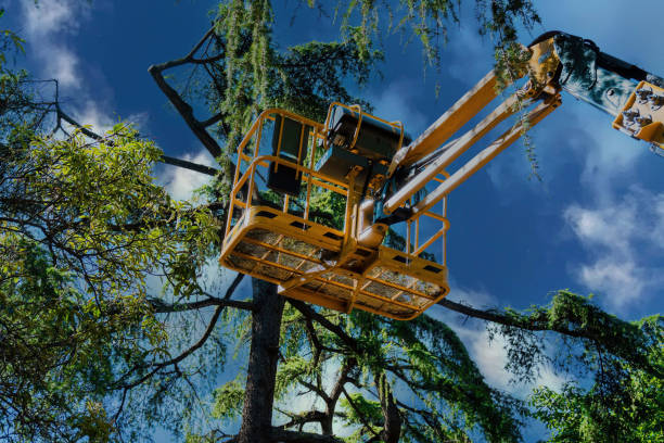 Best Tree Preservation Services  in Boone, IA