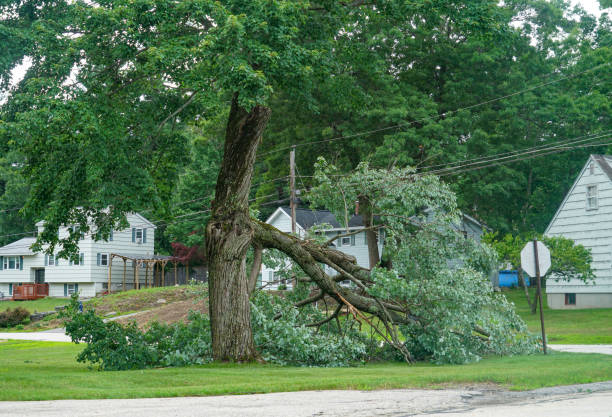 Tree and Shrub Care in Boone, IA