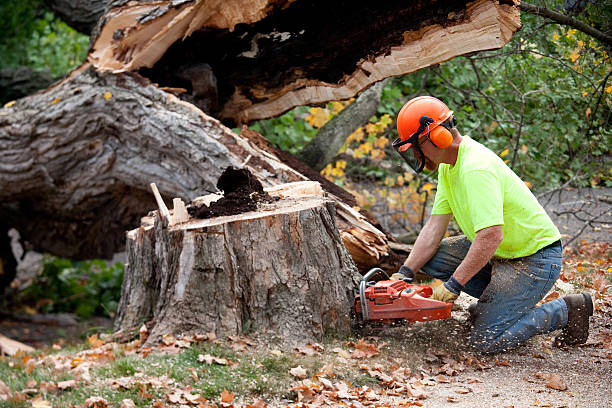 How Our Tree Care Process Works  in  Boone, IA