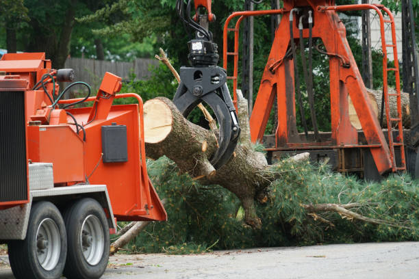 Professional Tree Services in Boone, IA