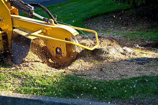 Best Hedge Trimming  in Boone, IA