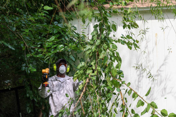 Best Tree Maintenance Programs  in Boone, IA